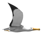 Albatross and Objects