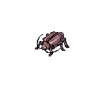 Thief Bug (Female)
