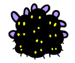 Mothfly Cluster