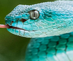 07/2025 - Snake