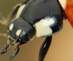 Challenge 021 (08/2018)