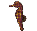Giant Seahorse