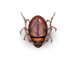 Bug 2
