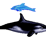 Dolphin & Orca