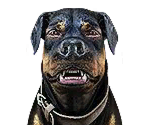 Player Switch Icons - Grand Theft Auto V