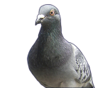 Ryuji - Hatoful Boyfriend: Holiday Star