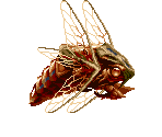 Giant Fly - Blade Master