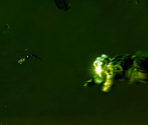Game Banner & Icon - Alien: Isolation
