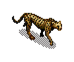 Cheetah - SimSafari