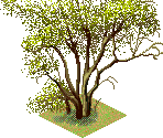Flora - SimSafari