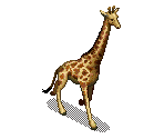 Giraffe - SimSafari