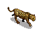Leopard - SimSafari