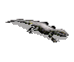 Monitor Lizard - SimSafari