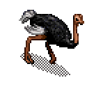 Ostrich - SimSafari