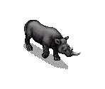 Rhinoceros - SimSafari