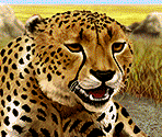 Flora & Fauna Images