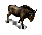 Wildebeest