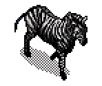 Zebra - SimSafari