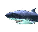Chris (Player) - Hungry Shark Trilogy