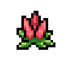 Celosia