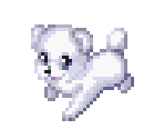 Maltese - Dogz