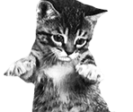 Cats - Cat Bounce