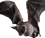 Bat
