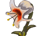 Florius