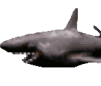 Shark - Liquidator