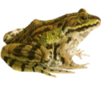 Animal Stamps - TuxPaint