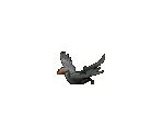 Crow