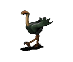 Ostrich