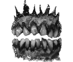 Mouth