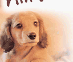 Title Screens - Nintendogs