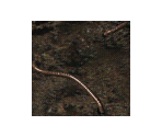 Forest Worm Animation