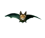 Bat