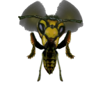 Wasp