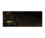 Beetle Animation - Nancy Drew: Ghost Dogs of Moon Lake