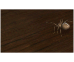 Spider Animation - Nancy Drew: Stay Tuned For Danger