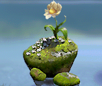 Rose Blossom Chalet - Tinker Bell