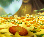 Sunflower Meadow - Tinker Bell