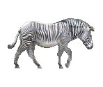 Entrance - Zebra - The Museum of Anything Goes