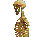 Outside - Skeleton - The Museum of Anything Goes