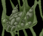 Stage 6 - Dragon Breed