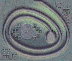 When Spirals Attack - Zuma Deluxe
