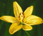 Lesson 7: Yellow Lily - Art Academy