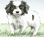Lesson 8: Puppy - Art Academy