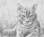 Cat - Art Academy