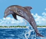 Dolphin - Art Academy