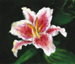 Lilly - Art Academy